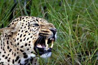 Leopardët dhe pumat po shumohen në Britani të Madhe