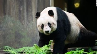 Vdes panda më e vjetër në botë
