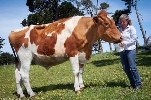 Mëzati më i madh në botë quhet Big Moo e peshon 1 ton [foto]