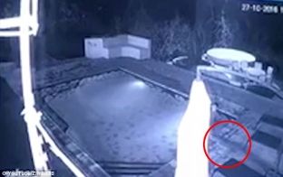 Çiftit i futet në pishinë një vizitor i paftuar e i tmerrshëm [video]