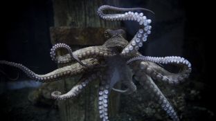 Zbulohet fosili 165 milionë vjeçar i një oktapodi [foto]