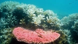Shkencëtarët raportojnë ngordhjen më të madhe të koraleve në Australi