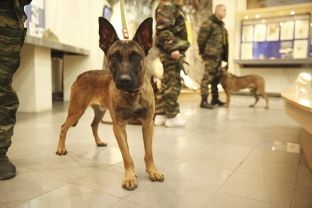 Rusia klonon qen për luftë [foto]