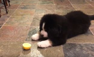 Qeni provon limonin për herë të parë, i shijon tepër ëmbël! [video]