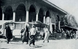 Ajo mbeti e mahnitur nga Shqipëria [foto]