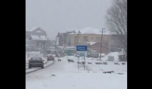 Kaq shumë qenë endacakë në një vend zor se keni parë [video]