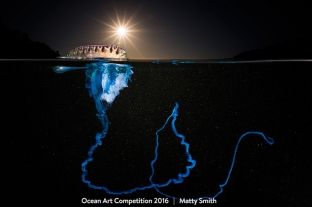 Fotografitë më të mira nënujore të 2016-ës