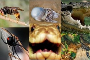 Cilat kafshët shkaktojnë më së shumti vdekje në Australi
