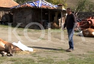 Fermerit nga Prishtina i ngordhin gjedhet nga një sëmundje misterioze [video]