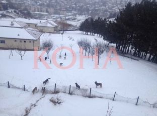 Qentë endacakë rrezikojnë banorët e Velanisë