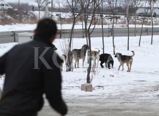 Qeveria shpërfill kërkesën e Prishtinës për një fond kundër qenve endacakë