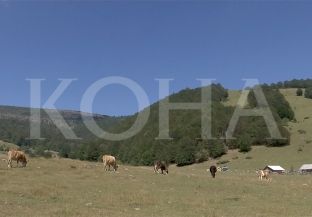 S’ka vaksina për sëmundjen e gjedhit – tmerrohen fermerët e Istogut