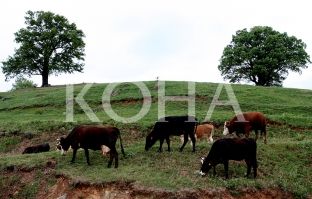 Komunat kërkojnë më shumë vaksina kundër sëmundjes gungore të gjedhëve