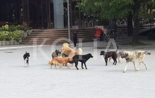 Peja fajëson komunat fqinje për rritjen e numrit të qenve endacakë