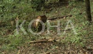 Në Viti shkatërrimi i pyjeve është në fazë shqetësuese [video]