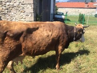 Izolohet sëmundja e gjedheve në rajonin e Anamoravës