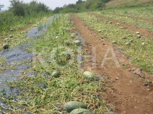 Rahoveci formon komisionin për vlerësimin e dëmeve nga breshri