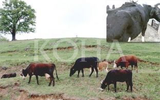 Në Suharekë tetë lopë të ngordhura dhe 60 të prekura nga sëmundja gungore
