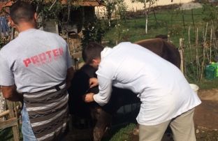 Nis vaksinimi i gjedheve kundër sëmundjes së lëkurës, në Malishevë