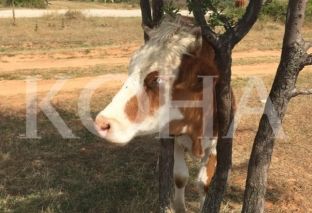 Dy lopë të ngordhura nga sëmundja gungore e lëkurës në komunë të Rahovecit