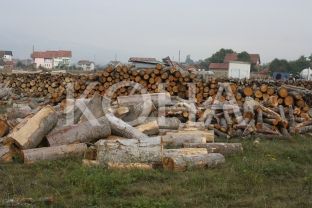 Konfiskohen 100 kubikë dru gjatë 9 muajve