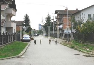 Peja kërkon ndihmën e KFOR-it për trajtim qensh endacakë