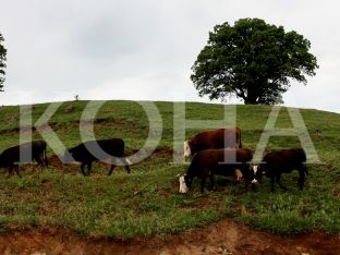 Agjencia e Veterinës shpërfill kërkesën për funksionalizim tregjesh