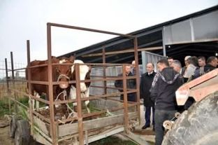 Komuna shpërndan 300 lopë me gjysmë çmimi