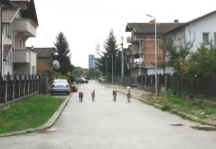 Komuna dhe KFOR-i italian koordinohen për trajtimin e qenve endacakë