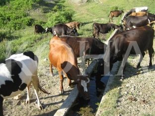 Fermerët e dëmtuar nga sëmundja gungore kërkojnë kompensim nga Komuna