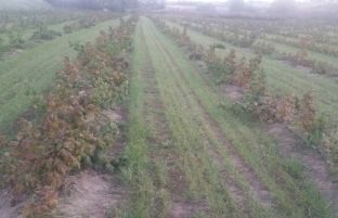Fermerët e Podujevës peng i pritjes së subvencioneve