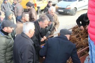 Gjilani subvencionon 40 fermerë me fidanë të mjedrës