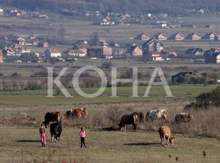 Fermerët e Pejës të pakënaqur nga lopët e subvencionuara