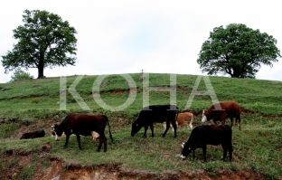 Tridhjetë fermerë ferizajas bëhen me lopë qumështore
