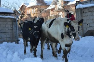 50 lopë qumështore për fermerët malishevas