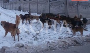 Prizreni hap tenderin për trajtimin e 700 qenve endacakë
