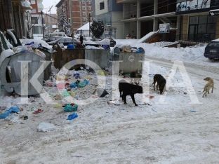 Lipjani pa plan për trajtimin e qenve endacakë