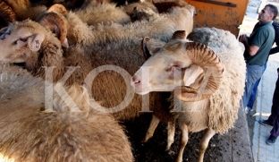  Fermerët e Kamenicës kërkojnë treg për kafshë