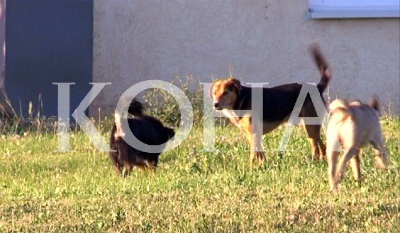 Obiliqasit, në hall me qentë endacakë [video]